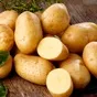 картофель оптом в Саратове и Саратовской области