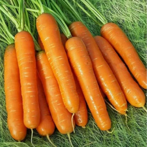 морковь Абако опт в Саратове и Саратовской области