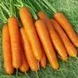 морковь Абако опт в Саратове и Саратовской области