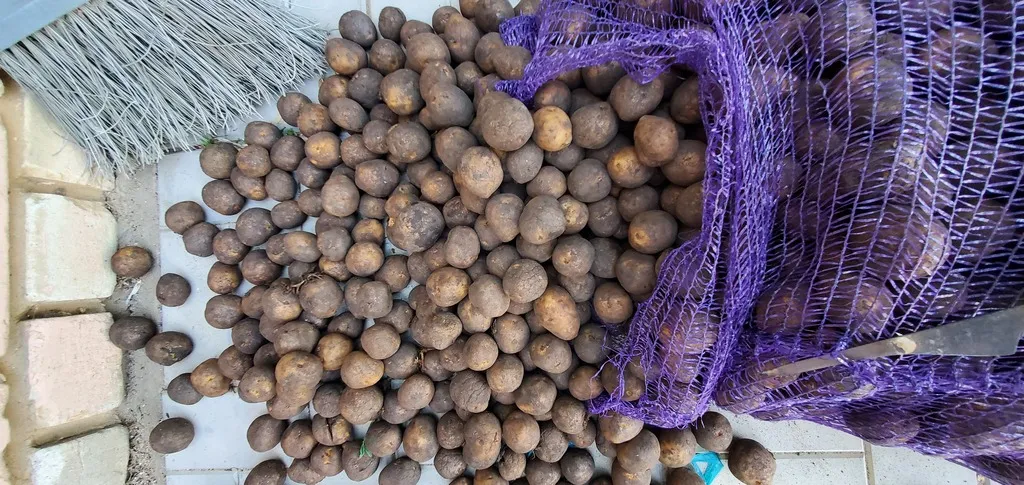 семенной картофель  в Саратове