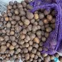 семенной картофель  в Саратове