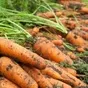морковь в Саратове