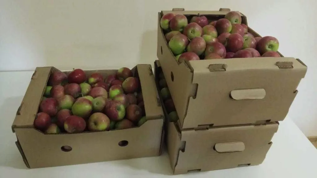 яблоки - урожай 2020 г. в Саратове