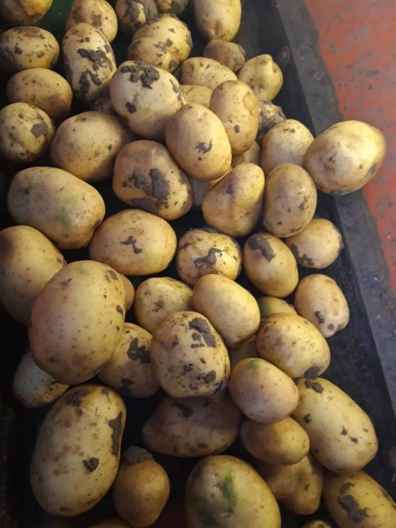 молодой картофель 2021 в Саратове и Саратовской области 2