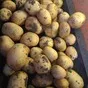 молодой картофель 2021 в Саратове и Саратовской области 2