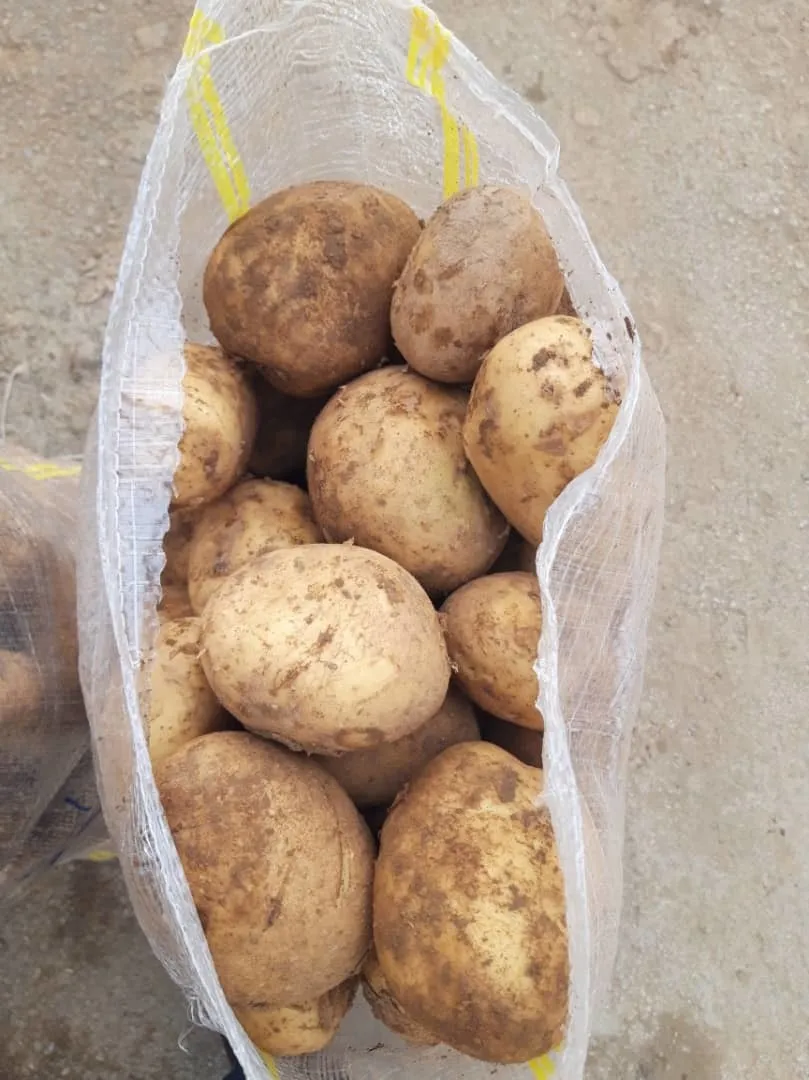 молодой картофель 2021 в Саратове и Саратовской области