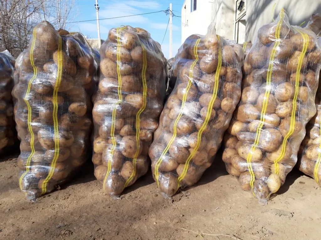 молодой картофель 2021 в Саратове и Саратовской области 5