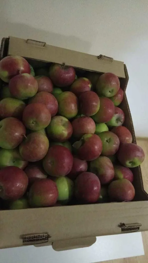 яблоки - урожай 2020 г. в Саратове 2